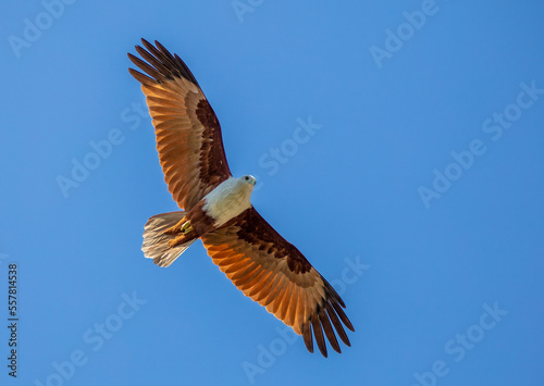 Brahminy kite © Nick Hobgood