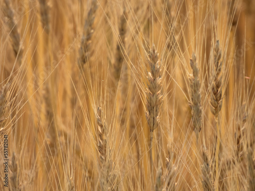 Close-up of golden ears of wheat
