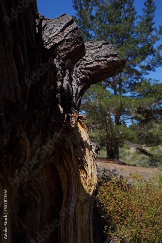 DETAIL OF A PINE TRUNK