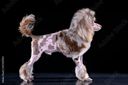 A marble poodle puppy stands in a rack on a black background and looks away