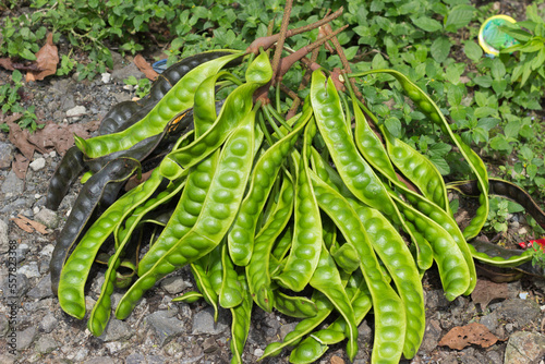 Pete or Petai beans, also called stinkbeans