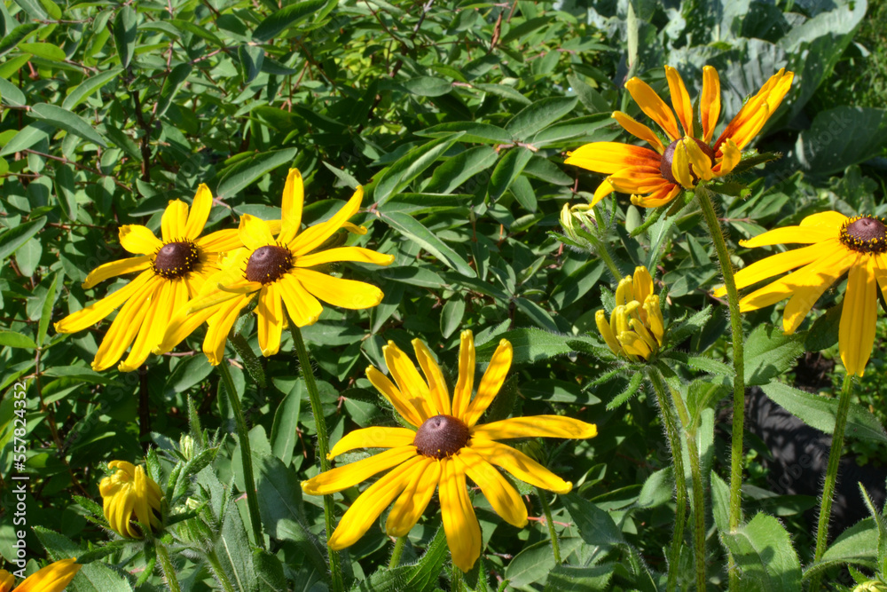 yellow rudbeckia in the garden yellow rudbeckia in the garden