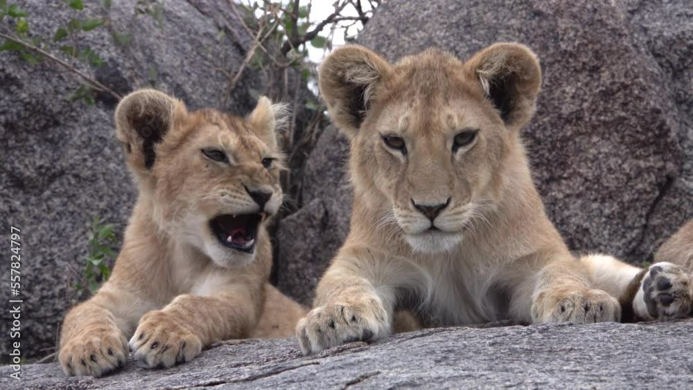 lion cubs looking the camera, Close up
Lion cubs resting on a rock, Serengeti, Tanzania
lion cubs looking the camera, Close up
Lion cubs resting on a rock, Serengeti, Tanzania