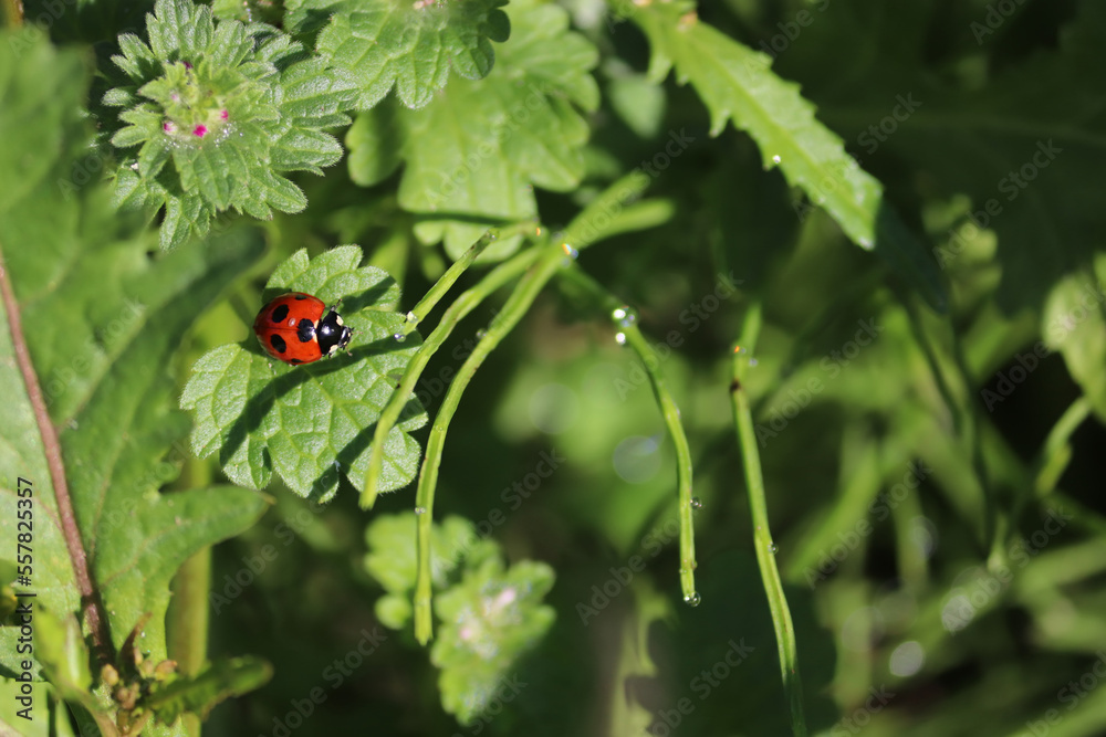 可愛いテントウムシが葉の上を歩いていく