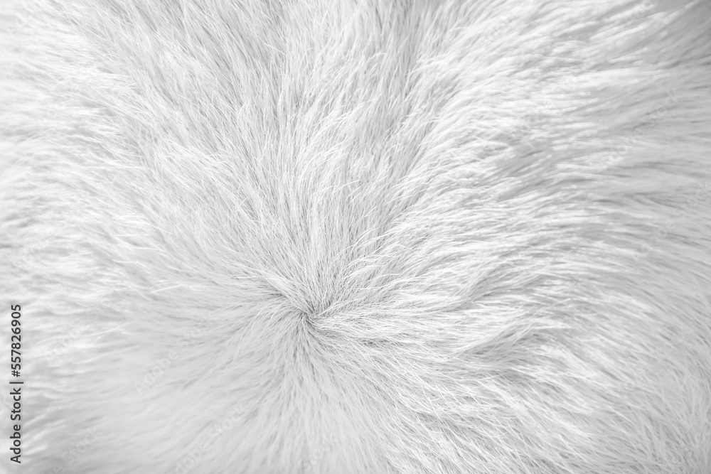 Fur texture white short smooth patterns , cow hair background Fur texture white short smooth patterns , cow hair background