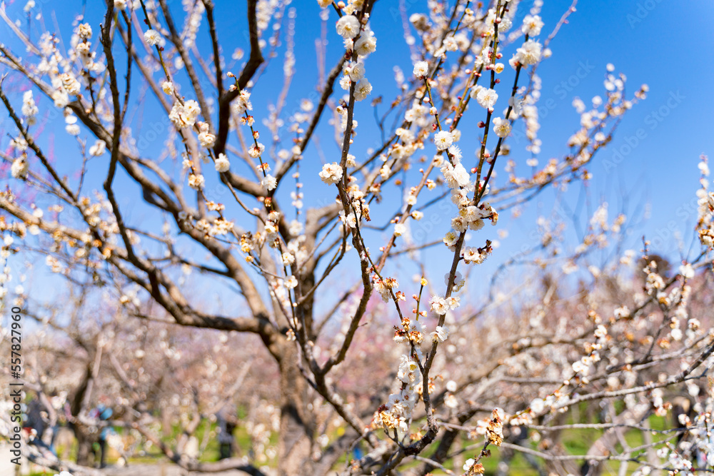 偕楽園の満開の白梅の花 偕楽園の満開の白梅の花