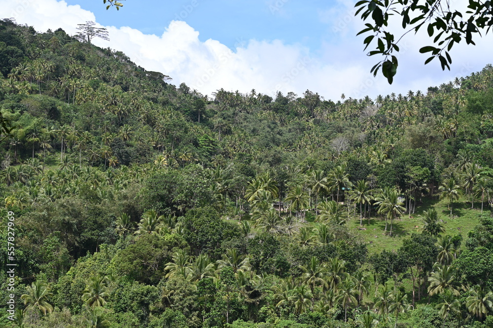 Evergreen mountain range in the Philippines. There is life on the steep slope.
