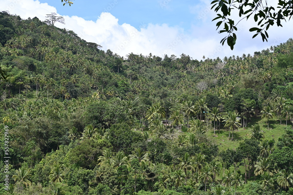 Obraz premium Evergreen mountain range in the Philippines. There is life on the steep slope.