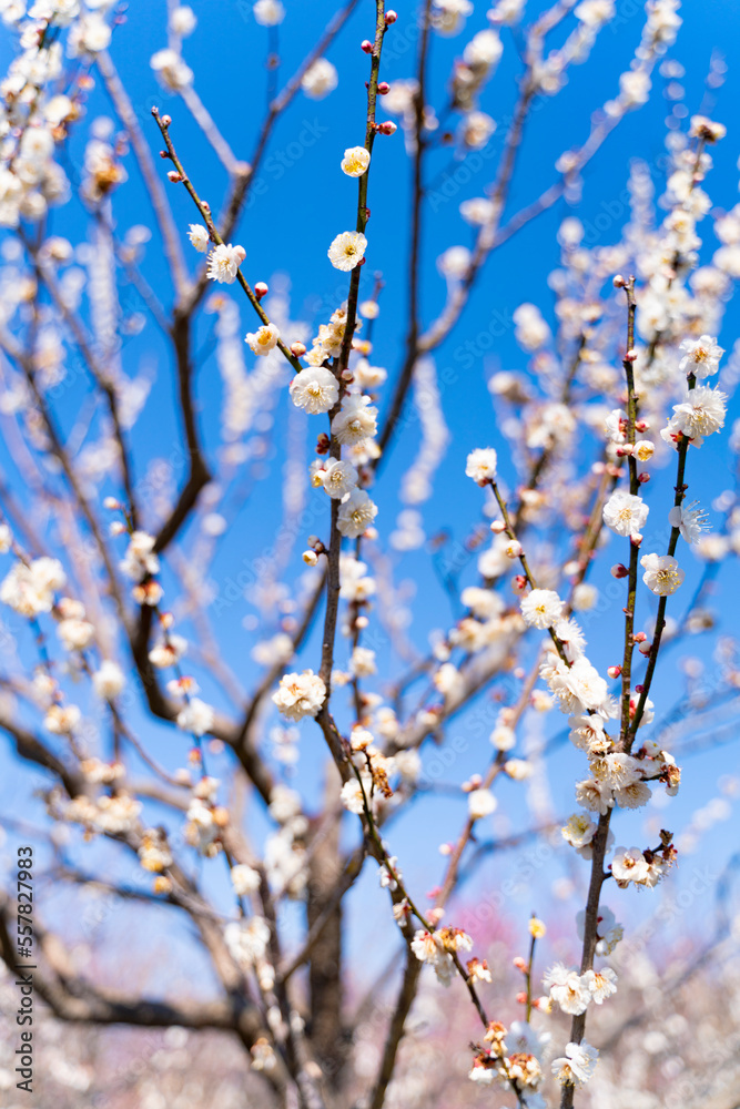 快晴の日に撮影した満開の白梅の木
