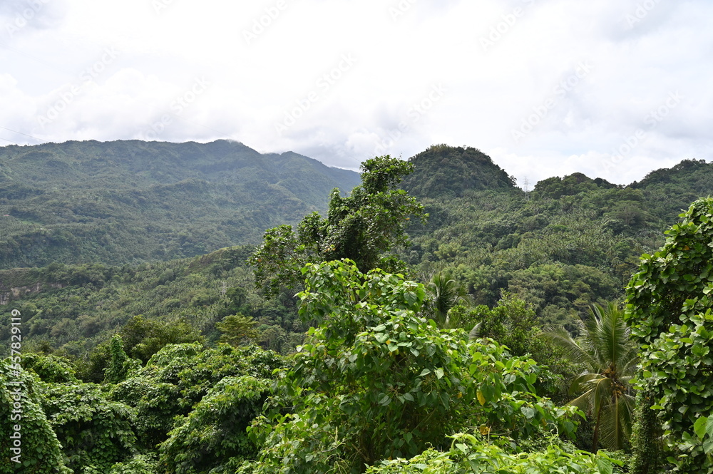 Evergreen mountains in the Philippines. Jungle.