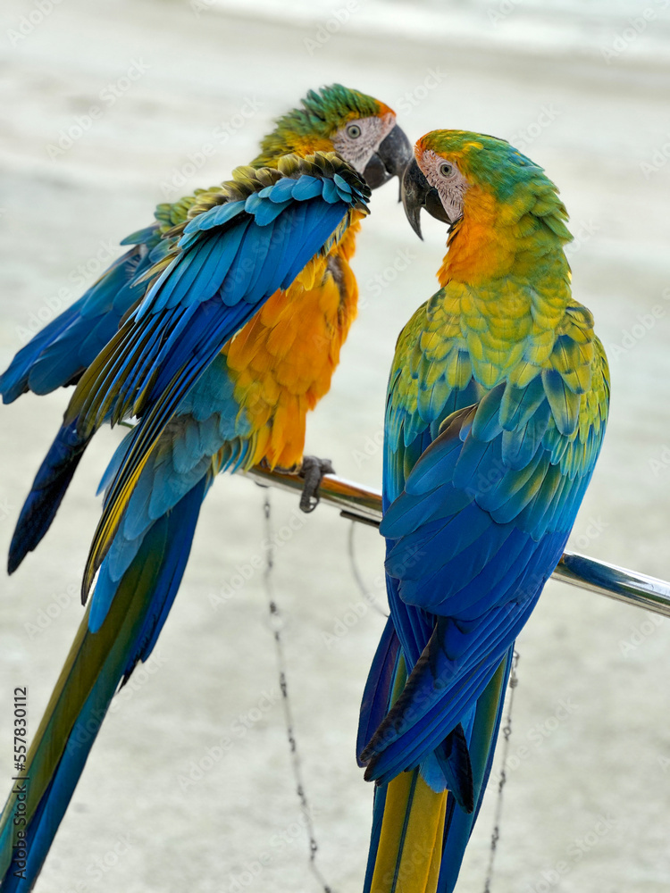 Obraz premium Colorful parrots couple in the wild on the beach in Maldives