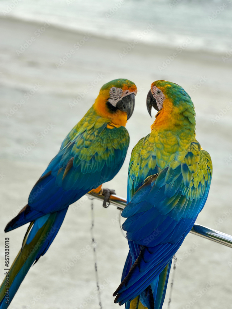 Colorful parrots couple in the wild on the beach in Maldives 