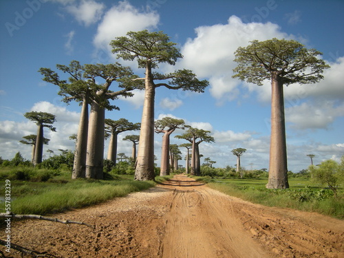 Canvastavla Baobab trees in Madagascar