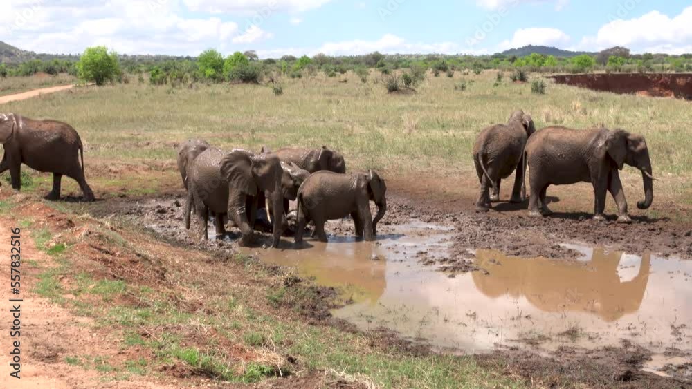 African Elephant Family bathing in mud, South Africa, 2023
Tarangire National Park, Tanzania, 2023
African Elephant Family bathing in mud, South Africa, 2023
Tarangire National Park, Tanzania, 2023