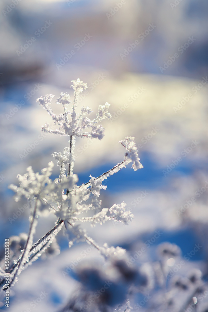 Winter landscape. Trees and plants covered with snow. The beauty of snow covered paths. Snowfall and cooling in tourist areas. Winter landscape. Trees and plants covered with snow. The beauty of snow covered paths. Snowfall and cooling in tourist areas.