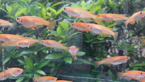 鮮やかなオレンジ色の楊貴妃メダカの群泳　8383 photo