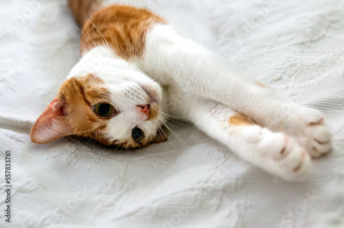 A white and brown tabby cat lying in a white blanket, stretching and relaxing