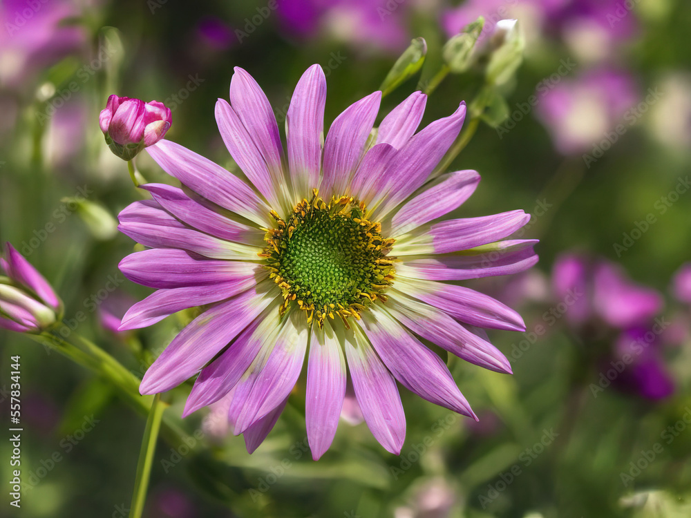 Flowers Flowers
