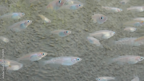 純白の白メダカの群泳　8055