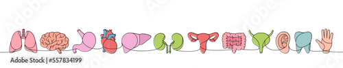 Set of human organ one line continuous drawing. Lungs, brain, stomach, tooth, bladder, liver, intestines, ear, hand colorful one line illustration.