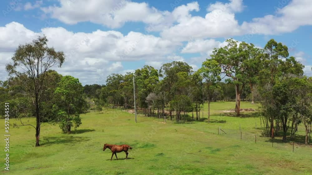 Aerial drone view of beautiful brown stallion horse in a paddock. No people. Copy space Aerial drone view of beautiful brown stallion horse in a paddock. No people. Copy space