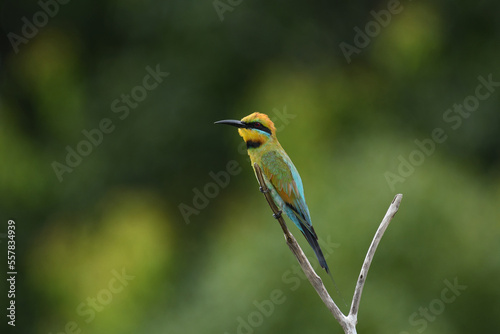 Australian adult male Rainbow Bee-eater -Merops ornatus- perched green blurry bokeh background overcast light 