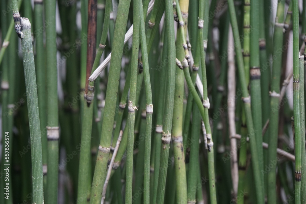 Obraz premium Equisetum debile (Horsetail) ; cylindrical, hollow and stem