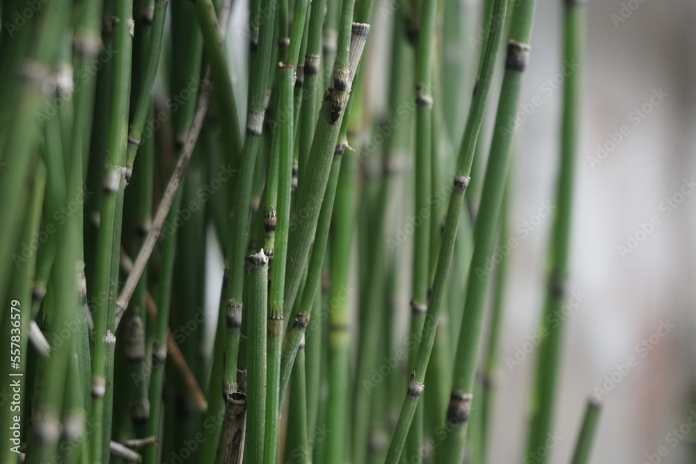 Equisetum debile (Horsetail) ; cylindrical, hollow and stem