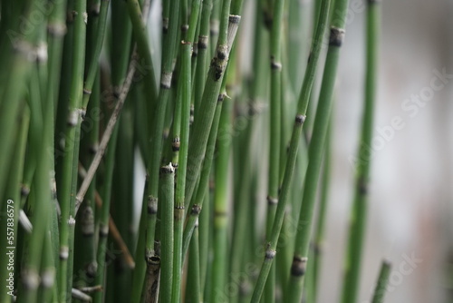 Equisetum debile (Horsetail) ; cylindrical, hollow and stem