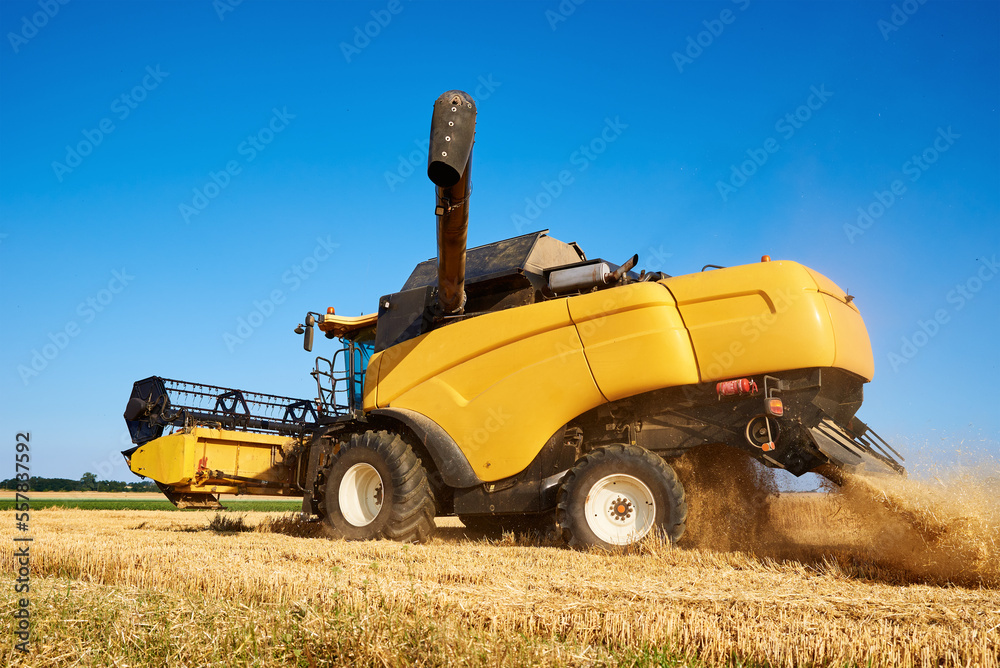 Obraz premium Combine harvester harvesting golden wheat field, harvester working in an agricultural field, harvest season