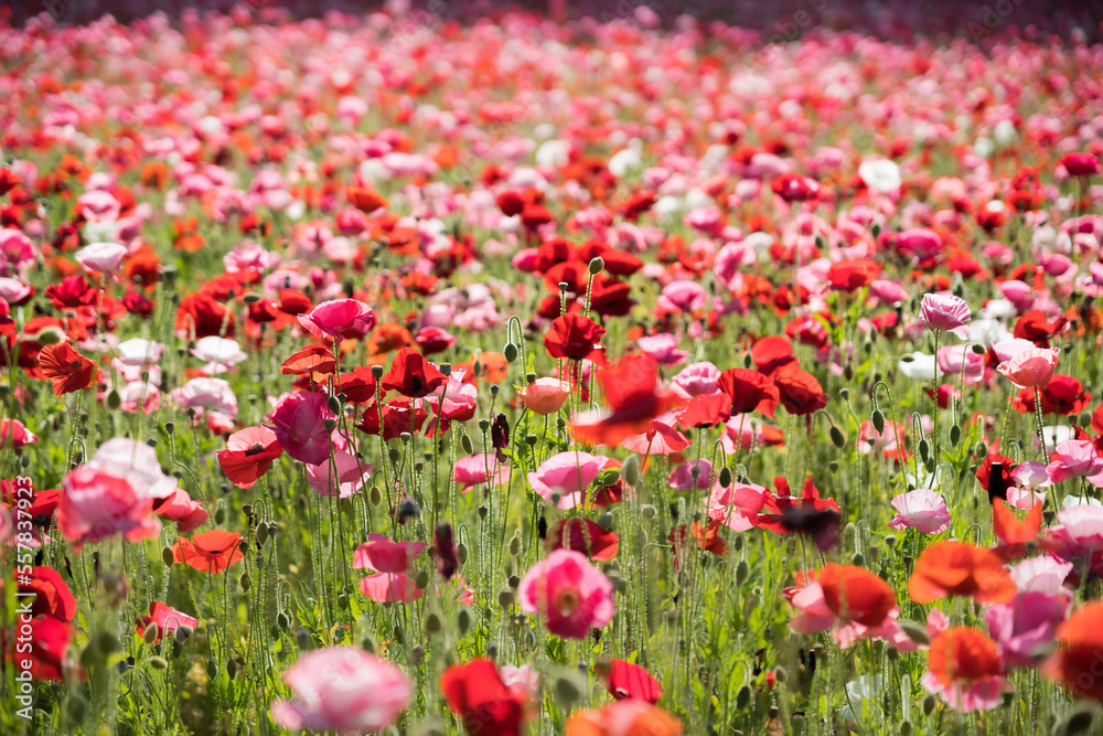 field of poppy