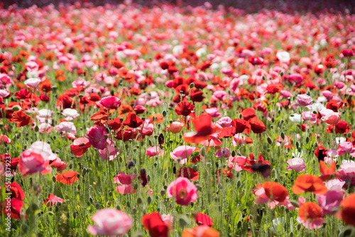 field of poppy © 尚平 瀬川