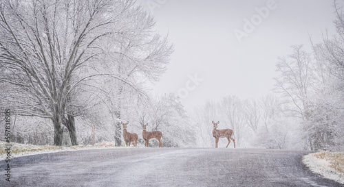 Three deer pausing while crossing suburban street during blizzard; snow covered trees on both sides