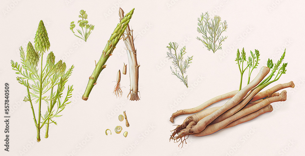 Satavari (Asparagus Racemosus). Botanical illustration on white paper. The best medicinal plants, their effects and contraindications. Natural medicine. Plant properties - obrazy, fototapety, plakaty 