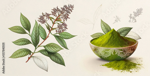 Henna (Lawsonia inermis). Botanical illustration on white paper. The best medicinal plants, their effects and contraindications. Natural medicine. Plant properties