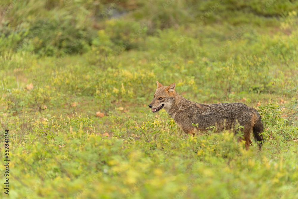 Golden jackal in the warm light of the early morning