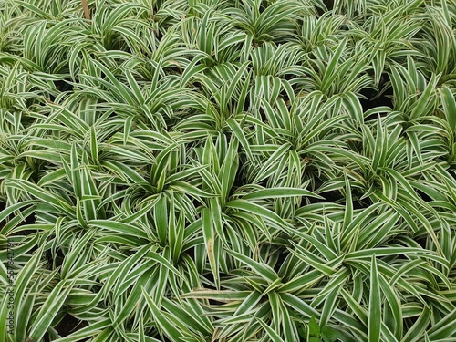Chlorophytum bichetii is a succulent plant with white underground rhizomes. The slender, green leaves have a white side edge. It is popularly planted as an ornamental plant in the garden. photo