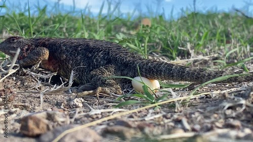 Lizard laying Eggs photo