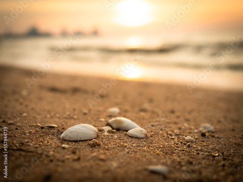 Shellfish SeaShell on Sand Beach at Coast with Golden Light Sunset Nature Background,Shore on Dusk,for Tourism Relax Travel Tropical Vacation Summer Holidays or Couple Love Valentine Days Concept.