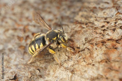 Closeup on a Mediterranean Florentine woolcarder bee, Anthidium florentinum sitting on a stone © Henk