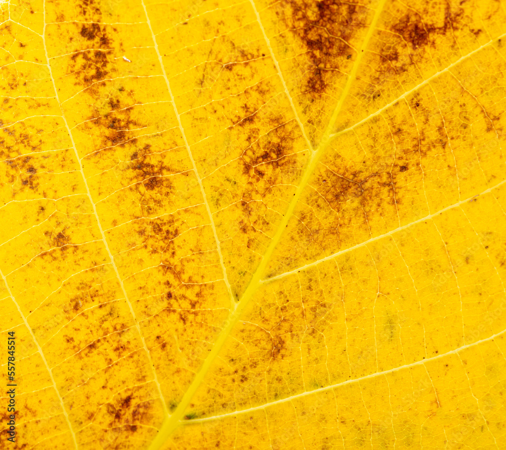 Obraz premium Yellow autumn leaf from a tree as a background.