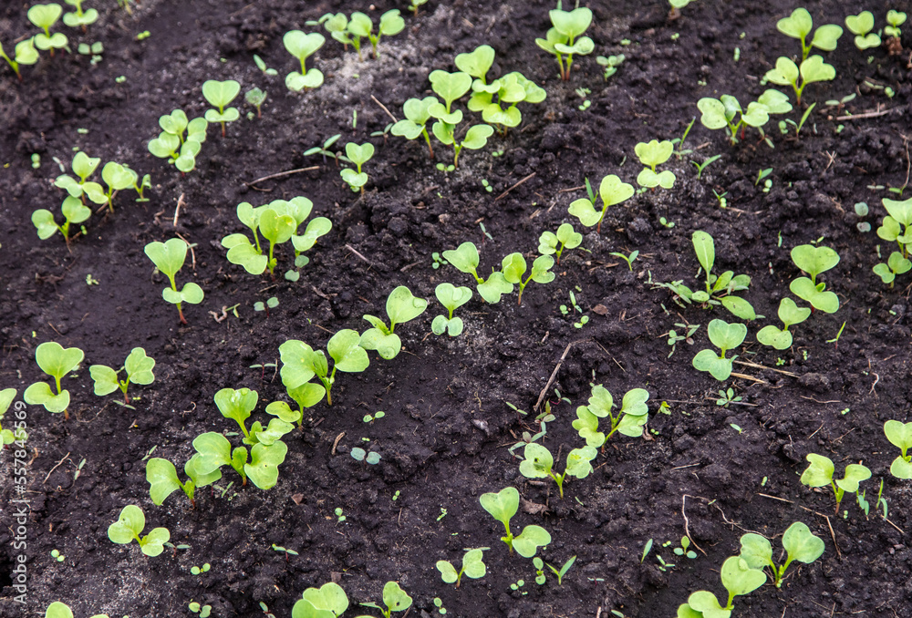 Radish sprouts break through the ground in spring. Radish sprouts break through the ground in spring.