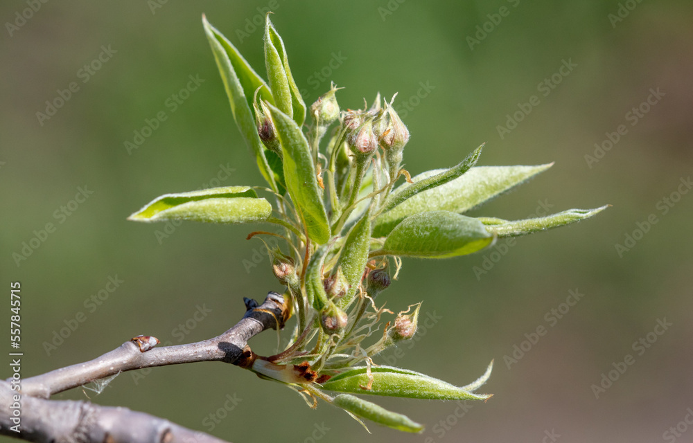 Closed pear flowers on a tree branch. Closed pear flowers on a tree branch.