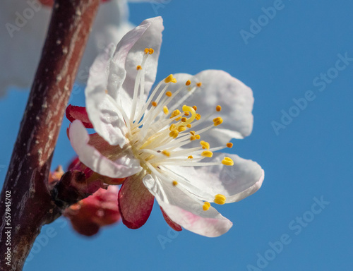 Flowers on the branches of apricot against the blue sky.