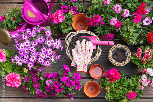 Various pink summer flowers cultivated in wicker baskets and terracottaflower pots photo