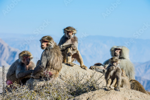 Hamadryasbaboons(Papiohamadryas)sitting together outdoors photo