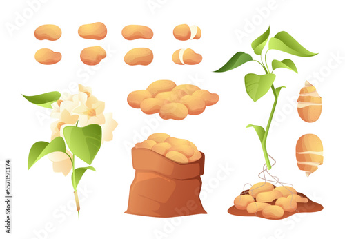 Potato plant. Colorful cultivated tuberous crop with roots, leaf and flower, tuber bloom bush vegetables in bag and box. Vector isolated set of plant vegetable potato illustration