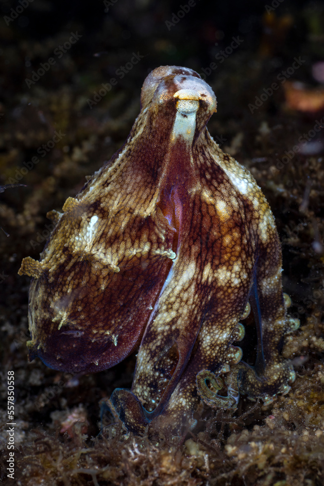 Obraz premium Incredible Underwater World - Coconut octopus - Amphioctopus marginatus. Diving and underwater photography. Tulamben, Bali, Indonesia. 