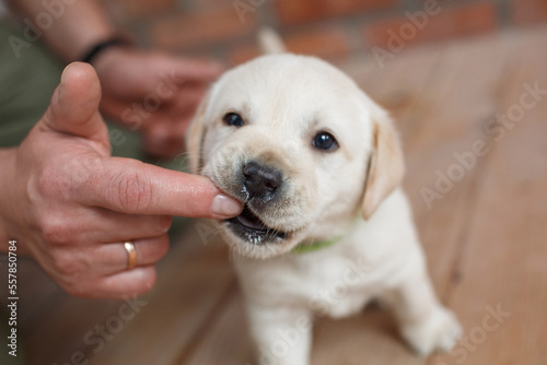 cute white labrador puppy bites man finger close up indoor portrait. pet puppy dog nibbles on  hand of its owner. owner feeds a small dog labrador from hand . puppy golden retriever licks man hand. 