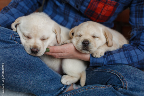 Kid Pet Friendship. beautiful woman hugs and stroking two one month old white labrador pappy. two healthy puppies golden retriever sleeping in owner hands close up portrait. people and dog concept 